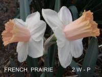 Narcis 'French Prairie' - Velkokorunné narcisy (Narcissus)