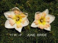 Narcis 'June Bride' - Collar narcisy (Narcissus)