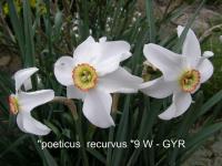 Narcis bílý 'Recurvus' - Poeticus narcisy (Narcissus poeticus)