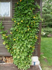 Thunbergie křídlatá - černooká Zuzana (Thunbergia alata)