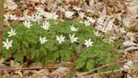 Sasanka hajní (Anemone nemorosa)