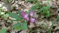 Lilie zlatohlavá (Lilium martagon)