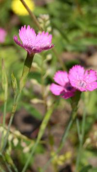 Dianthus deltoides klinček slzičkový rastlina Dianthus deltoides klinček slzičkový rastlina