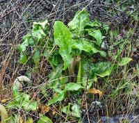 Árón italský (Arum italicum)