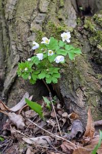 Zapalice žluťuchovitá (Isopyrum thalictroides)