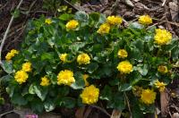 Orsej jarní (Ficaria verna)