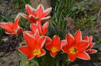 Tulipán Fosterův 'Pirand' (Tulipa fosteriana)