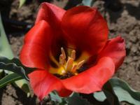 Tulipán Greigův (Tulipa greigii)