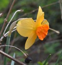 Narcis 'Calexico' (Narcissus)