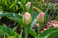 Tulipán 'Tender Beauty' - Darwin hybridy (Tulipa)