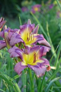 Denivka 'Purple Cheetah' (Hemerocallis)