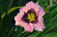 Denivka 'Siloam Jack Spratt' (Hemerocallis)