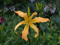 Denivka 'Spinnaker' (Hemerocallis)