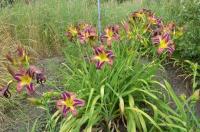 Denivka 'Starman's Quest' (Hemerocallis)