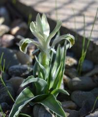 Kosatec (Iris subdecolorata)