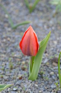 Tulipán (Tulipa lehmanniana)