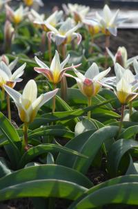 Tulipán Kaufmannův 'Sunrise' (Tulipa kaufmanniana)