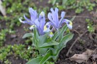 Kosatec (Iris kuschakewiczii)