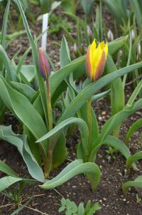 Tulipán (Tulipa ferganica)