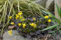 Orsej jarní 'Brazen Hussy' (Ficaria verna)