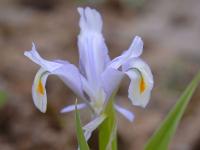 Kosatec velkolepý (Iris magnifica)