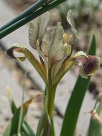 Kosatec (Iris scariosa)