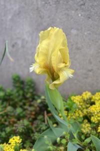 Kosatec (Iris suaveolens)