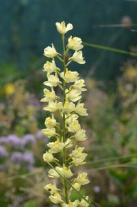 Stračka (Delphinium semibarbatum)
