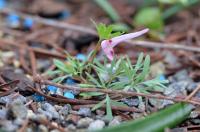 Dymnivka plná (Corydalis solida subsp incisa)