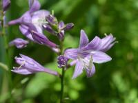 Bohyška hlavatá (Hosta capitata)