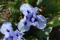 Kosatec 'Blackbeard' - Obrubové kosatce (Iris)