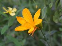 Denivka Middendorffova (Hemerocallis middendorffi)
