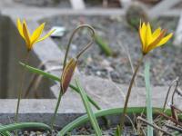 Tulipán (Tulipa dasystemon)
