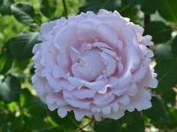 Růže 'Sophie Rochas' (Rosa)