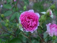 Růže 'Sheherazade' - Mnohokvěté růže (Rosa)