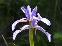 Kosatec (Iris spuria subsp demetrii)