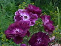 Růže 'Burgundy Ice' - Mnohokvěté růže (Rosa)