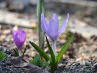 Ocúnovec jarní (Colchicum bulbocodium subsp versicolor)