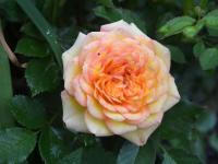 Růže 'Djujmovochka' (Rosa)