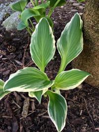 Bohyška (Hosta)