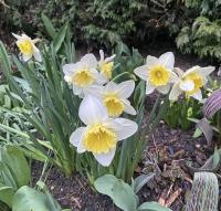 Narcis (Narcissus)