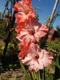 Mečík (Gladiolus)