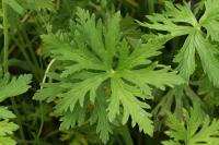 Kakost luční (Geranium pratense)