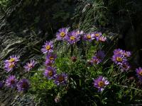 Hvězdnice alpská (Aster alpinus)