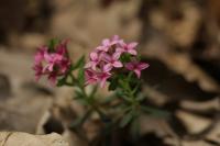 Lýkovec vonný (Daphne cneorum)