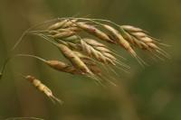 Sveřep stoklasa (Bromus secalinus)