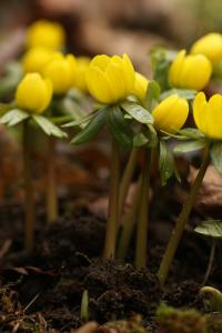 Talovín zimní (Eranthis hyemalis)