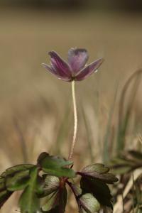 Sasanka hajní (Anemone nemorosa)