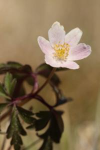 Sasanka hajní (Anemone nemorosa)