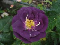 Růže 'Rhapsody in Blue' - Sadové růže (Rosa)